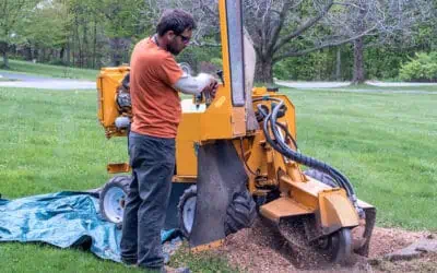 What is stump grinding?