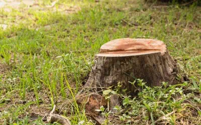 Can I grind my own tree stump?