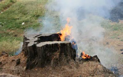 How to burn out a tree stump