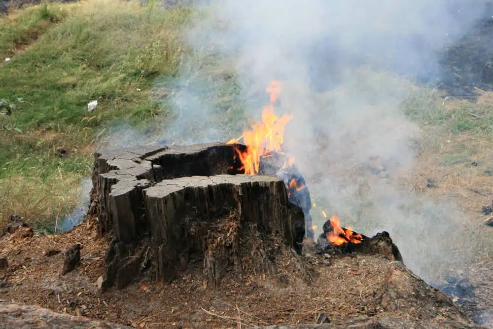 How to Burn Out a Tree Stump