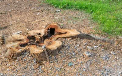 The Cost of Stump Grinding: What to Expect