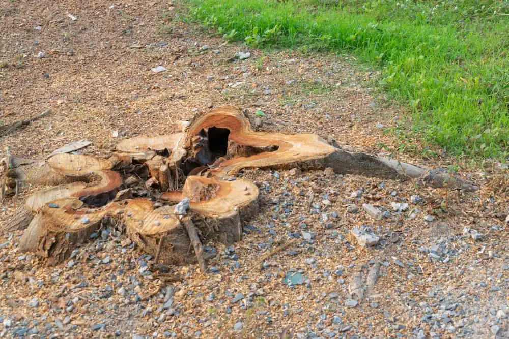 The cost of stump grinding