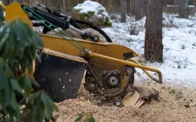 Why remove that old tree stump?