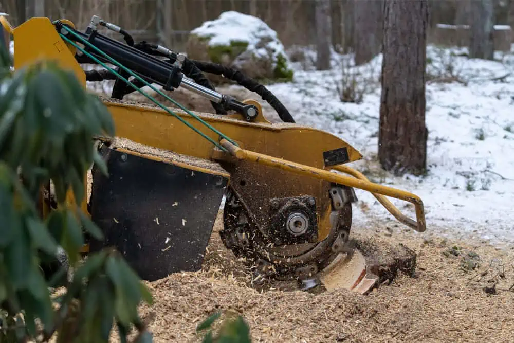 Why you should remove that old tree stump