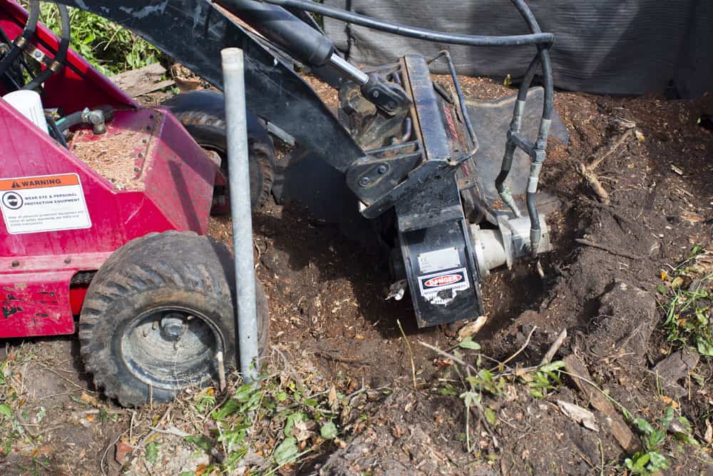 4 common mistakes to avoid when removing a tree stump