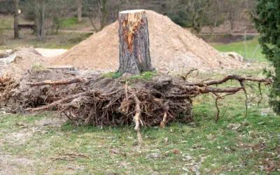 Professional vs DIY tree stump removal