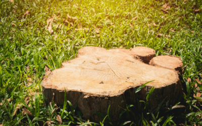 Why leaving an old tree stump in your garden can be dangerous