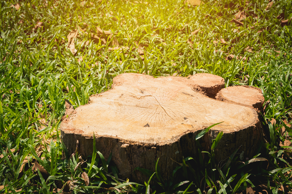 Why leaving an old tree stump in your garden can be dangerous